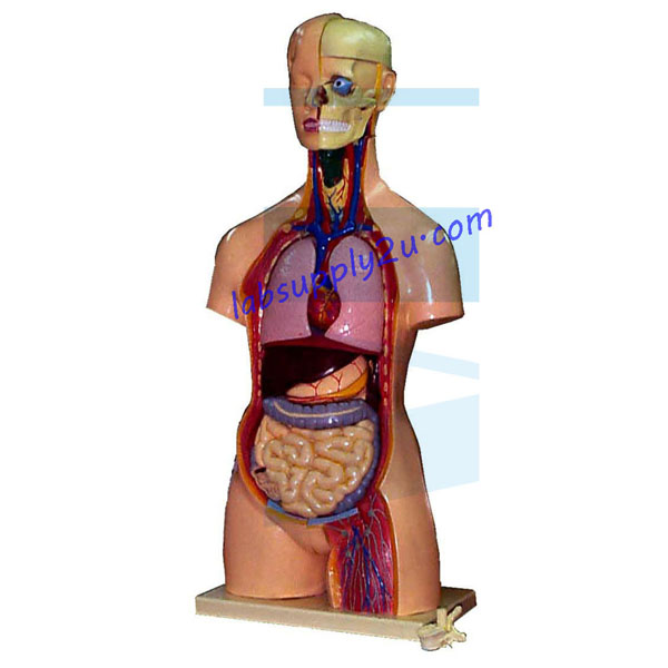 Female Anatomy Torso at best price in Ambala by Bio Medica